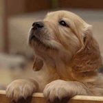 [추천] 월요병엔 <b>동물</b>힐링 짤~!