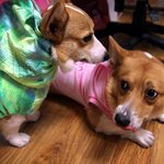 [웰시코기] 웰시코기와 개냥이와 동거중인 녀자