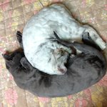 (후기)고양이가 자꾸 <b>배위</b>에올라와요..