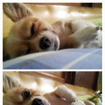 *.*다들 아직도 아기로 착각하는 울집<b>숙녀</b>들!