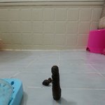 사진(有) 우리집 강아지가 <b>응가</b>를 했어요..