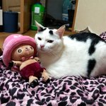 [냥판] <b>대두</b>김용배의 날로먹는판 :)