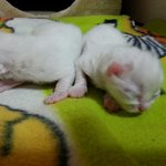 *냥판*뽀찬베이비 탄생하다(스압주의)