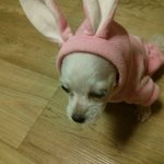 우리집 홍초예용
