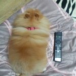 [포메라니안] 똥꼬발랄 <b>땅콩</b>이 ''