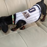 우리 강아지 '쇼핑몰 모델' 되다!