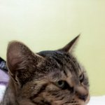 꽁냥꽁냥 김<b>칸쵸</b>