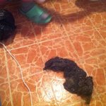 혐오주의 <b>하수</b>구속 1년치 머리카락