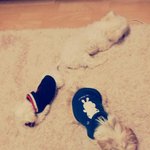 우리집 개세마리의 동고동락하기 ^_^