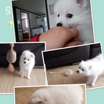 새로운가족  울딸램이 봄이예요^__^
