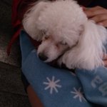 아무리나이가어려도동물학대는너무한거아니에요?