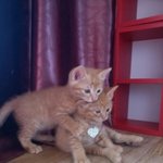 [냥이판]사고뭉치 내사랑 <b>누리끼리</b>^^