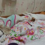 착한고양이<b>홍</b>이와 착한개 별이이야기