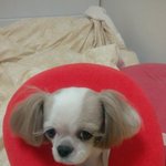 저희 <b>시</b><b>츄</b>좀찾아주세요..