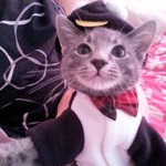 아기고양이 블루이야기 3탄 - 패셔니스트