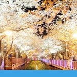 벚꽃축제, 얼마 <b>남지</b> 않았다!!!!! 얼른얼른 커몬커몬!!!!