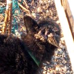 불쌍한강아지제발도와주세요...