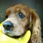 (서울시용산구)품어주실분을애타게기다리고있는생명들!!!