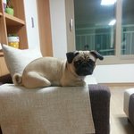 전생에 고양이 였을 꺼야....