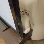 유봉이네 집사의 하루(유봉이네판)