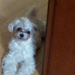 (경기도광주)청석공원 부근 말티<b>여아</b> 애타게 찾아요