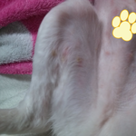 강아지 <b>배</b>에 이상한게 났어요..
