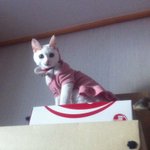 아기코끼리 덤보 같은 우리집 고양이