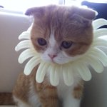 지난주 <b>울</b> <b>집</b> 냥이 1살 생일 이었어요 ㅋㅋ