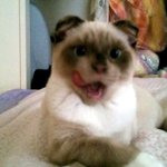 하루<b>애미</b>님 ㅠㅠ 망나니 하루 보고싶어요 ㅜㅜㅜㅜㅜ