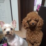 (추가+)우리 귀여운 또+<b>라이들</b> ^^... 꾀죄죄함을 버린 녀석들...