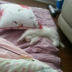 [노르웨이숲] 잠탱이 뽈 웃긴 <b>포즈</b> 모음