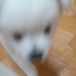 새끼강아지키우고싶다고 나이든강아지 <b>입양</b>보낸다네요