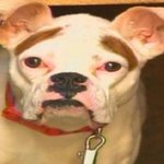 억울해 보이는 귀여운 <b>동물</b>모음