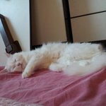 [냥판] <b>대두</b>김용배의 구름이가 용배를 닮아가고 있어요..