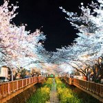 제 벚꽃축제 코디 어때요???