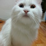 [냥판] 뽀찬해<b>솔</b> 가족의 일상(정말 스압주의)