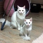 고냥이)) 솔로에게 염장냥's 코코.<b>키키</b>.