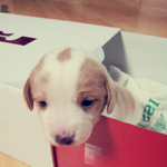 <b>레몬</b>비글 개둥희를 소개합니다.