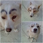 눈썹달린개 ㅋㅋㅋㅋ