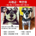 보신탕집으로 끌려간 개를 찾습니다. <b>사례금</b> 백만원
