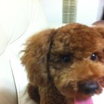 우리 알리와 망고 귀여운가요????