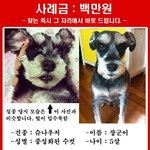 보신탕집으로팔려간개를찾습니다