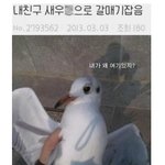 새우x으로 갈매기<b>잡음</b>