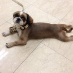 귀염둥이 시<b>츄</b> 잠버릇 공개..ㅎ