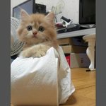진정한 장<b>화신</b>은 고양이