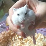 [햄스터판]크림치즈아잉<b>푸딩</b>이