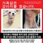 강아지를 찾습니다[<b>부천</b> 오정동]
