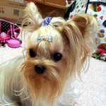 아빠의 수습불가 미용 ㅠㅠ  어쩌나요 ㅠㅠ