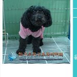 푸들 유기견의 <b>허망</b>한 기다림.. 입양 다 잘되었어요.