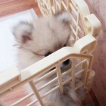 너구리닮은 포메라니안 포리를 소개합니당ㅎㅎ